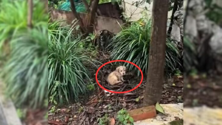 A small, weeping puppy finds happiness while trembling on a pile of leaves in the pouring rain