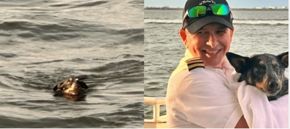 Dog Found in Water by Yacht Crew Rescued During Dinner Cruise