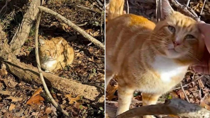 A New York Park Abandoned Cat Waits Patiently For Months, But His Human Never Comes Back