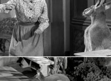 The hilarious blooper in The Beverly Hillbillies most-watched episode