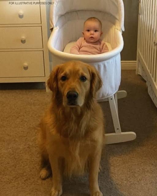 When our golden retriever barked at the nanny, we almost gave him up, but I was astounded when I watched the video.