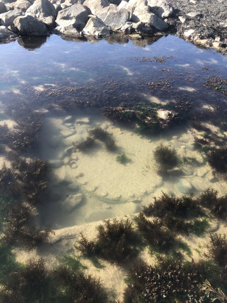 You Won’t Believe What This Ring in a Tide Pool Actually Does