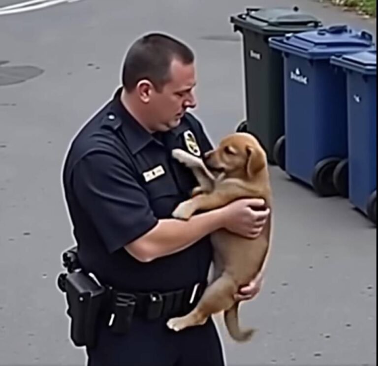 Puppy rescued after found with head stuck in gate