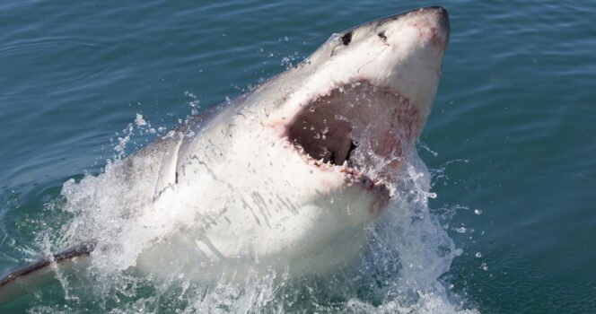 Woman eaten whole by 13ft shark during ocean swim without anyone noticing