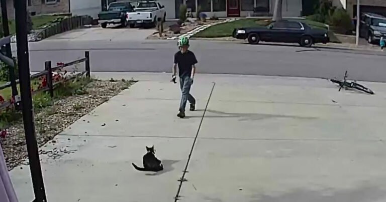 Boy approaches disabled cat – doesn’t realize the camera is recording his actions